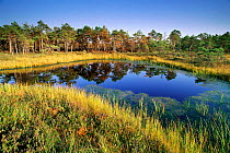 Landscape with pine trees, bog, heather and reeds.  Kemeri NP, Latvia
