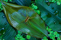 Spider on leaf of aquatic plant Libagi, Talsu rajons, Lativa
