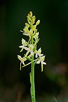 Lesser butterfly orchid {Platanthera bifolia} Speyside, Scotland, UK