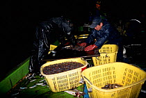 Japanese fishermen with catch of firefly squid {Watasenia scintillans} Toyama bay, Japan - bioluminescent squid