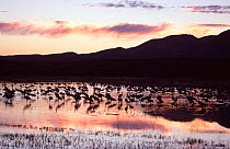 Sandhill cranes {Grus canadensis} in wetlands at dusk, Bosque del Apache, New Mexico, USA