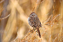 Song sparrow {Zonotrichia melodia} Bosque del Apache, NM, USA, North America