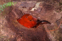 Andean cock of the rock female sitting on nest {Rupicola peruvianus} Tandayapa, Ecuador, South America