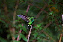 Western emerald alighting on perch {Chlorostilbon sp} Tandayapa, Ecuador