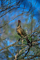 Plain chachalaca {Ortalis vetula} in tree calling profile, Santa Ana NWR, Texas, USA