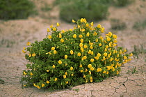 Inula {Inula viscosa} plant in flower on dry, cracked earth, Spain