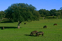 Black domestic pigs {Sus scrofa domestica} grazing in Olive grove. Extremedura, Spain