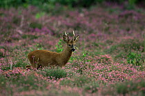 Roe deer male in summer {Capreolus capreolus} Purbeck, Dorset, UK