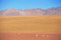 Vicuna {Vicugna vicugna} grazing in Atacama desert, Chile