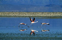 Chilean flamingos {Phoenicopterus chilensis} taking off from lake, Salar de Atacama, Chile