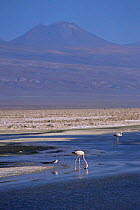 Andean flamingos {Phoenicoparrus andinus} Salar de Atacama, Chile.