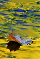 Fallen leaf on water with autumn reflections, Michigan USA