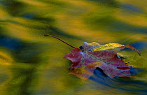 Fallen leaf on water with autumn reflections. Michigan USA