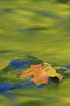 Nature abstract of Fallen leaf on rock in water, with autumn reflections, Michigan, USA