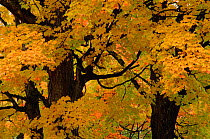 Autumn tree leaves abstract. Michigan USA