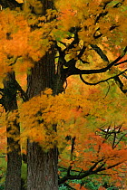 Autumn tree leaves abstract. Michigan USA. North America