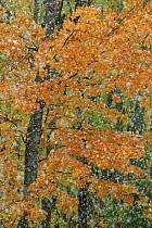 Autumn trees and snow abstract. Michigan USA