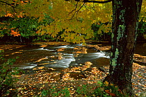 Stream in autumn woodland, near Lake Superior, Michigan, USA
