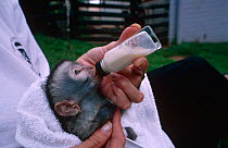 Vervet monkey orphan being hand fed (Chlorocebus / Cercopithecus aethiops) Durban, South Africa