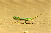 Flap necked chameleon cooling feet {Chamaeleo dilepis} on hot sand, South Africa