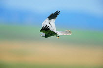Montagu's harrier {Circus pygargus} male hovering, Extremadura, Spain.