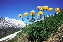 Globeflower {Trollius europaeus} with alpine landscape behind Grossglockner, Austria