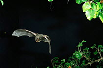 Western barbastelle bat hunting at night {Barbastella barbastella} Bulgaria