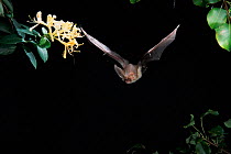 Long eared bat hunting at night {Plecotus auritus} Germany