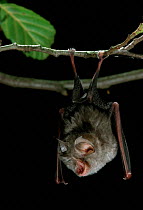 Lesser horseshoe bat resting {Rhinolophus hipposideros} Germany
