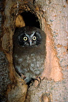 Tengmalm's owl juvenile at nest entrance {Aegolius funereus} Germany