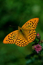 Silver washed fritillary butterfly portrait {Argynnis paphia} Germany