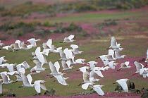 Cattle egret flock in flight {Bubulcus ibis} Extremadura, Spain