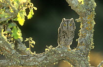 Scops owl {Otus scops} perched in oak tree, Extremadura, Spain