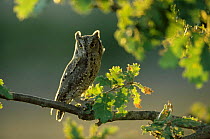 Scops owl perched in oak tree {Otus scops} Extremadura, Spain