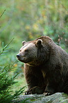 European Brown bear {Ursus arctos} Bavarian Forest NP, Germany