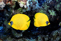Golden butterfly fish {Chaetodon fasciatus} Red Sea