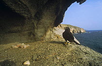 Eleonora's falcon {Falco eleanorae} with chicks at nest in cave in cliff, Sardinia