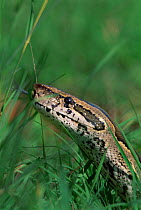 Flicking tongue & head of Rock python in grass {Python sebae} Kenya Africa