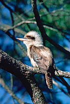 Laughing kookaburra perched {Dacelo novaeguineae} Victoria, Australia.