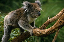 Koala {Phascolarctos cinereus} climbing along branch, captive, Brisbane, Queensland, Australia.
