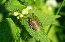 Warning colours of Shield bug (Pentatomidae sp) Assens, Denmark, June