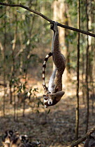 Ring tailed lemur {Lemur catta} hanging off a branch playing with tail, Madagascar