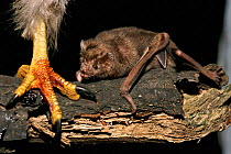 Common vampire bat {Desmodus rotundus} feeds off blood from bird's foot. Central America