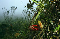 Pitcher plant {Nepenthes sp} Mt Kinabalu, Borneo Malaysia indonesia