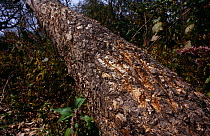 Claw marks of Bengal tiger on tree trunk {Panthera tigris tigris} male territorial behaviour, Royal Bardia NP, Nepal