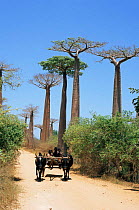 Cattle drawn cart passing along road beside Bilboa trees, Avenue des Bilboa, Madagascar