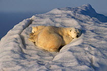 Polar bear and cub asleep on drifting iceberg, summer, Svalbard, Norway