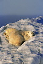 Sleeping Polar bear and cub on drifting iceberg {Ursus maritimus} summer, Svalbard, Norway
