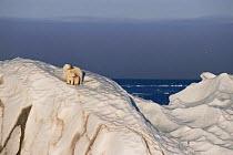 Polar bear and cub on drifting iceberg {Ursus maritimus} summer, Svalbard, Norway