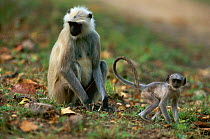 Southern plains grey / Hanuman langur {Semnopithecus dussumieri} adult and young, Bandhavgarh NP, Madhya Pradesh India